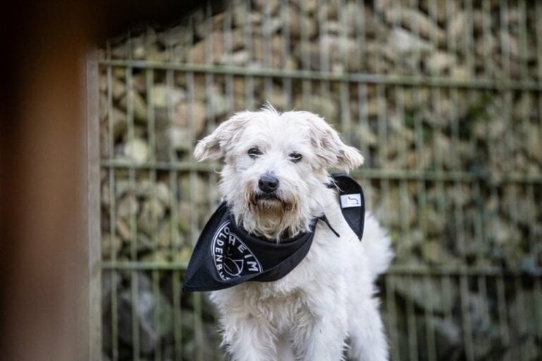 Vermittlung: Hunde - Tierheim Oldenburg