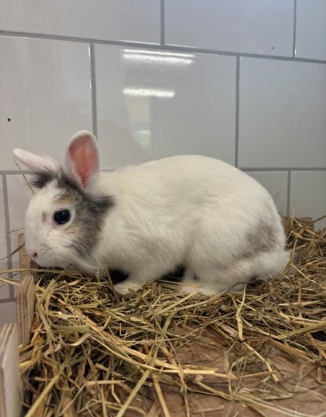 Foto: Fiona - Kleintiere > Kaninchen