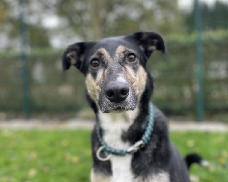 Vermittlung: Hunde - Tierheim Oldenburg