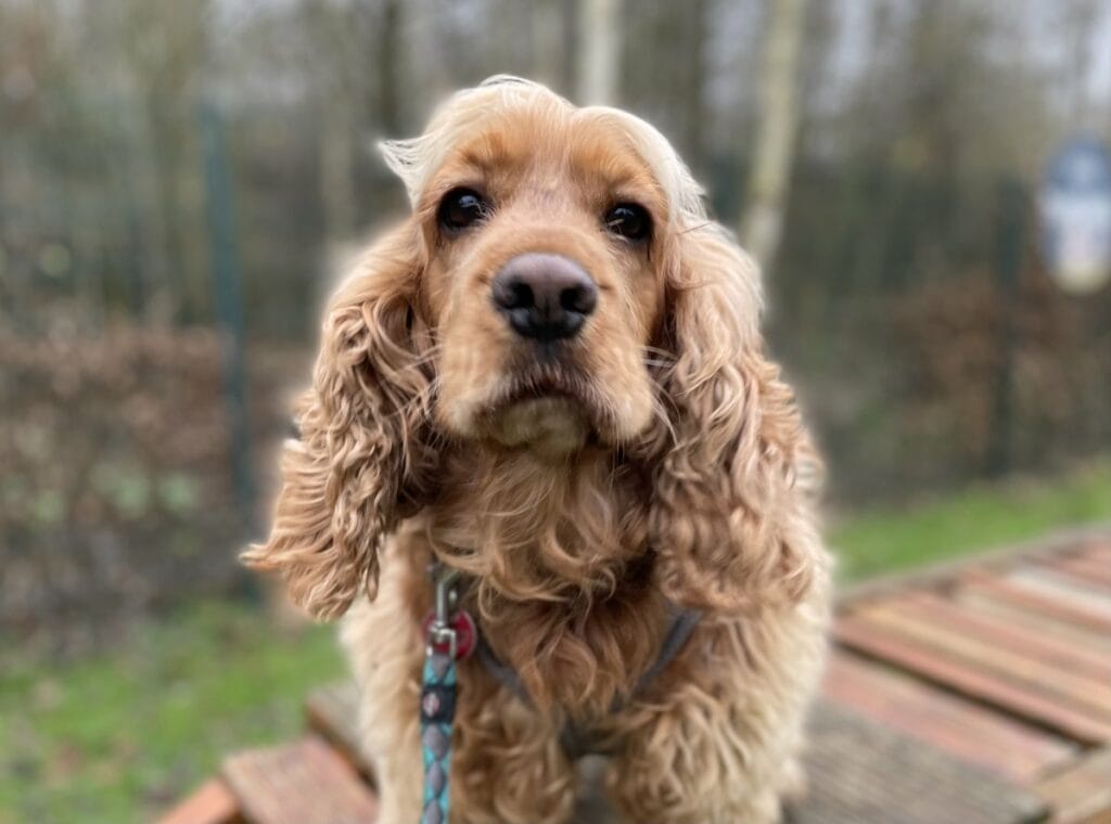 Vermittlung: Hunde - Tierheim Oldenburg