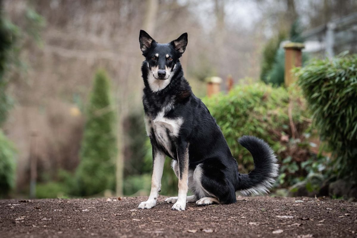 Foto: Fenja - Hunde > Hunde