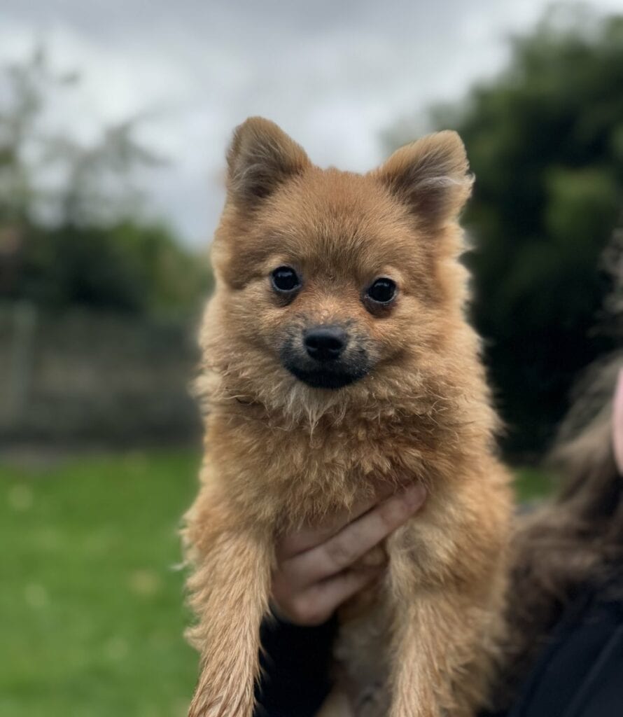 Foto: Onno - Hunde > Hunde