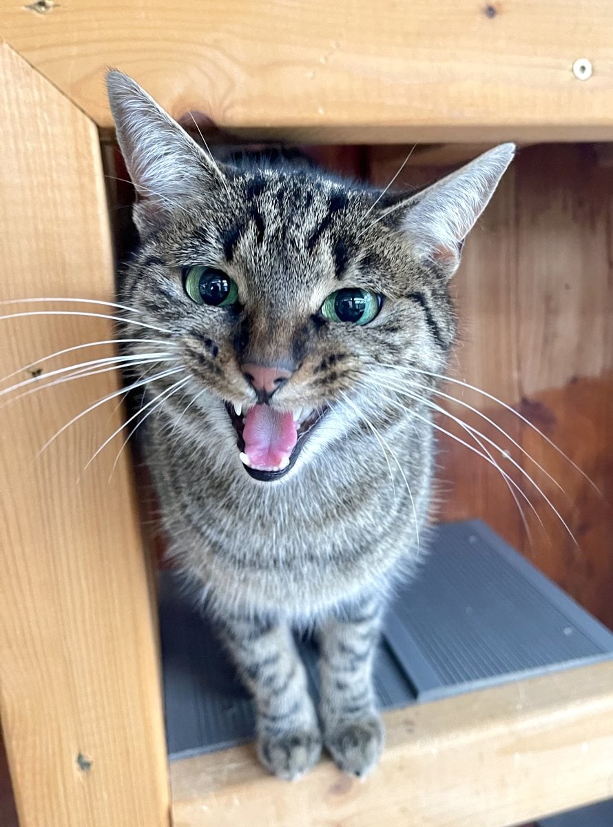 Foto: Ophelia - Katzen > Wohnungskatzen