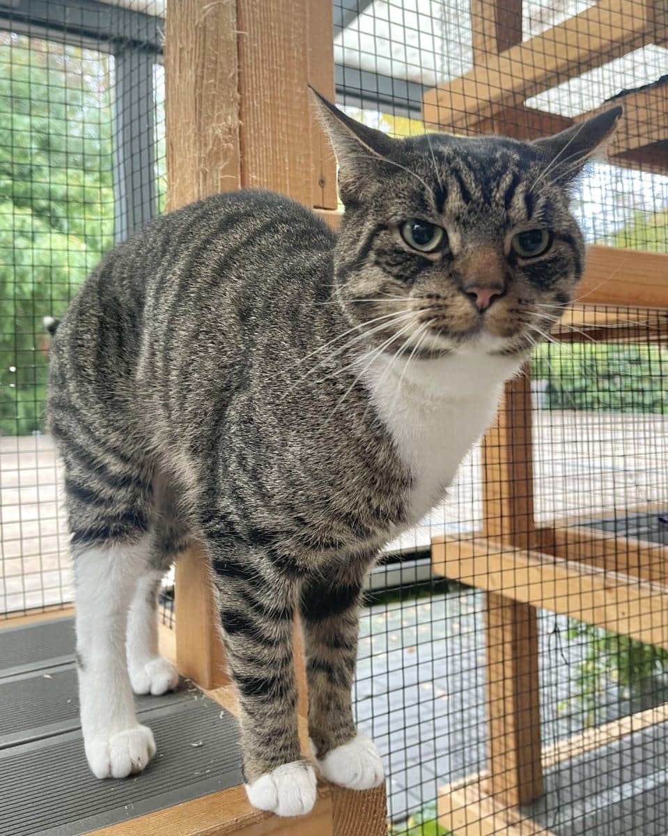 Foto: Makkaroni - Katzen > Freigänger