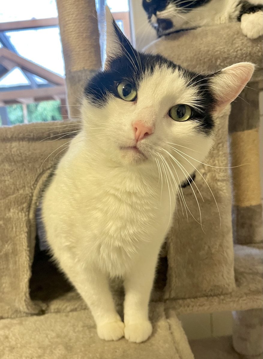 Foto: Moritz - Katzen > Freigänger