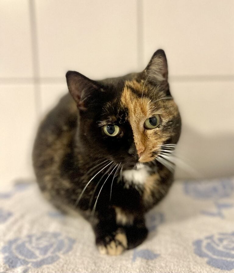 Foto: TwoFace - Katzen > Freigänger