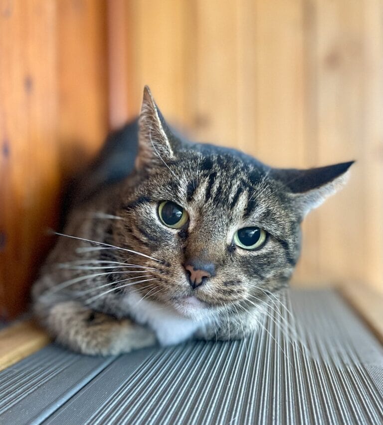 Foto: Moira - Katzen > Freigänger