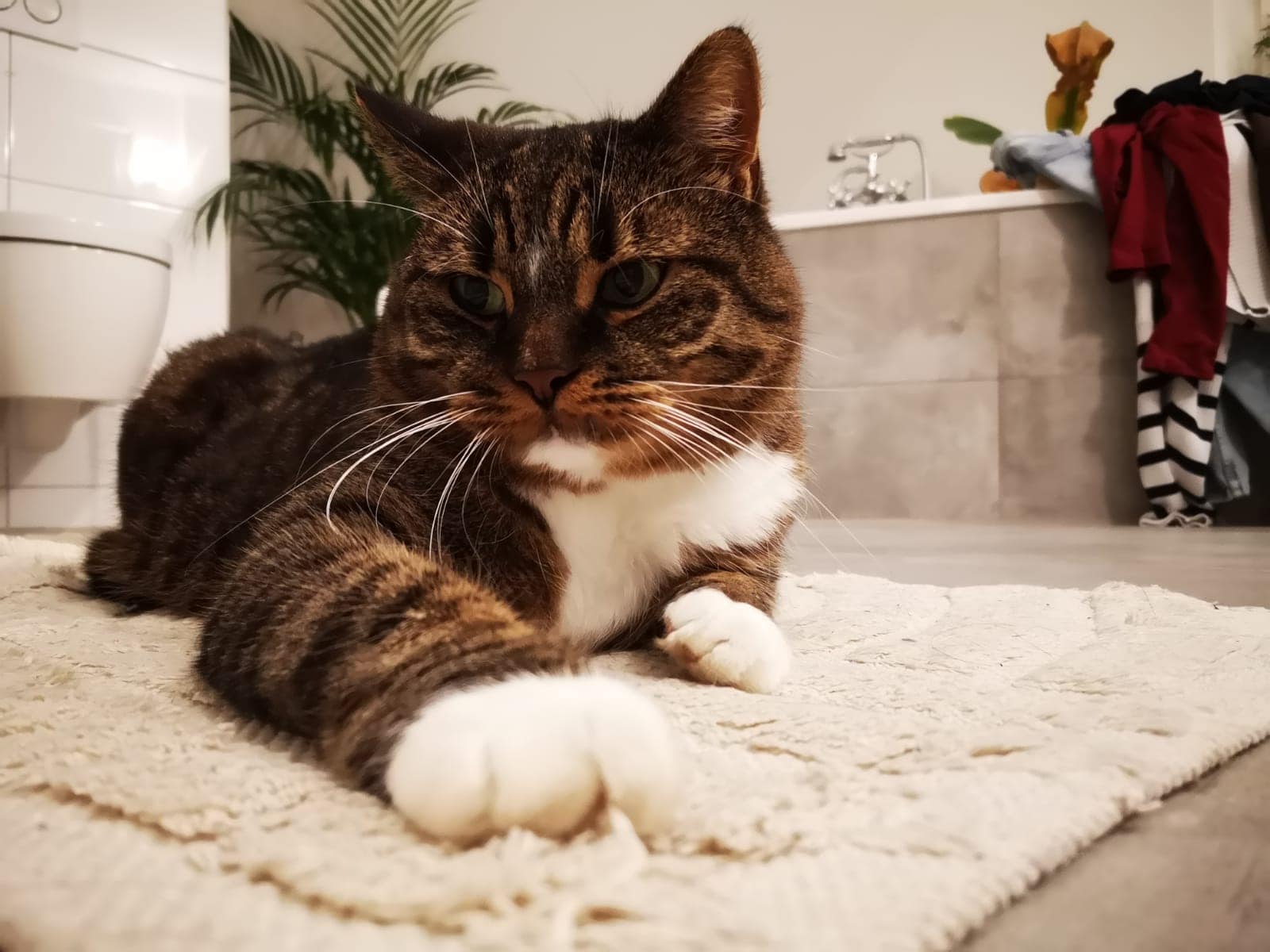 inbound364716543800667498