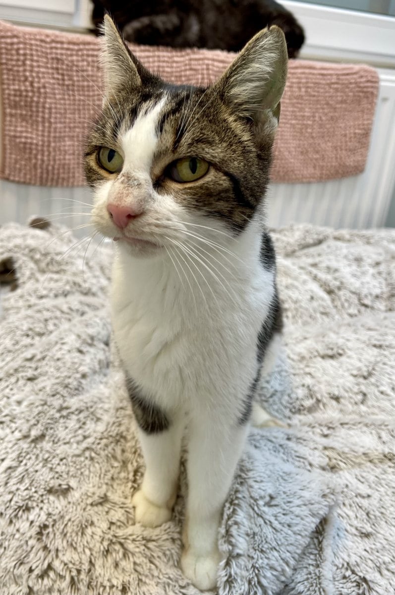 Foto: Mama Obst (PS) - Katzen > Freigänger