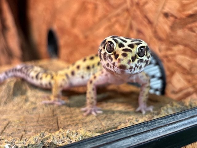 Foto: Leo - andere Tiere > Reptilien