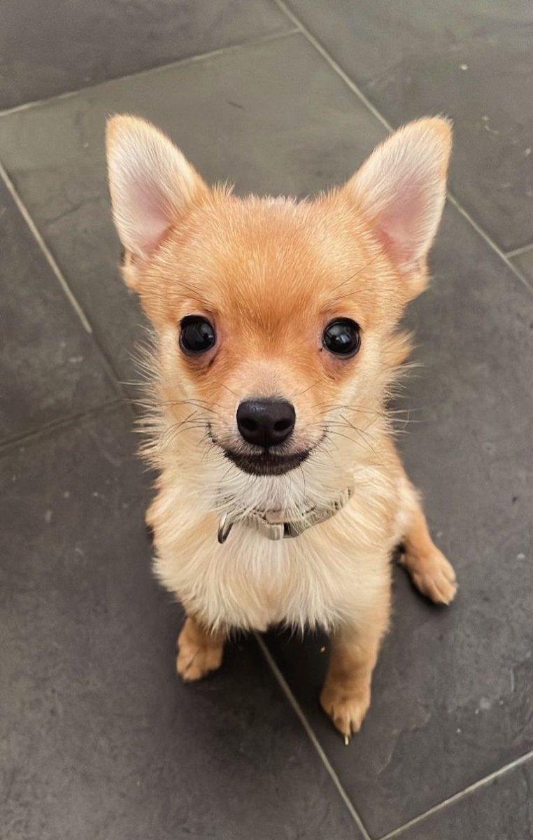 Foto: Fiete - Hunde > Hunde