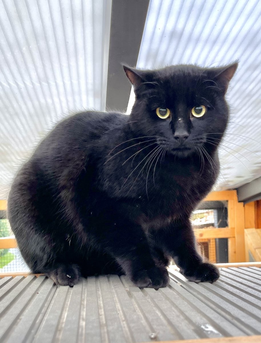 Foto: Badaboom - Katzen > Freigänger