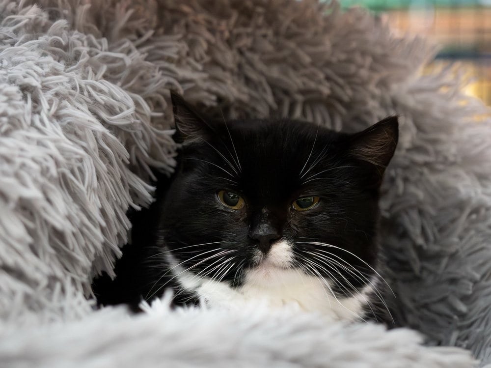 Foto: Nuka - Katzen > Freigänger