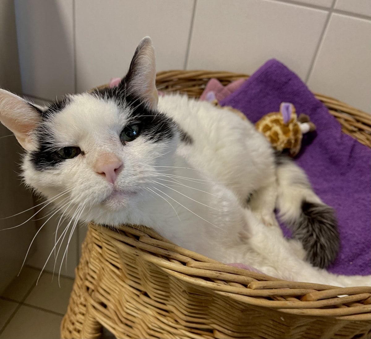 Foto: Wippold (FIV pos.) - Katzen > Wohnungskatzen