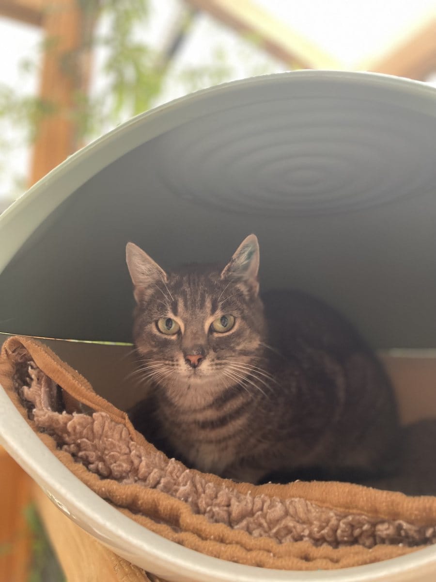 Foto: Nelli - Katzen > Freigänger