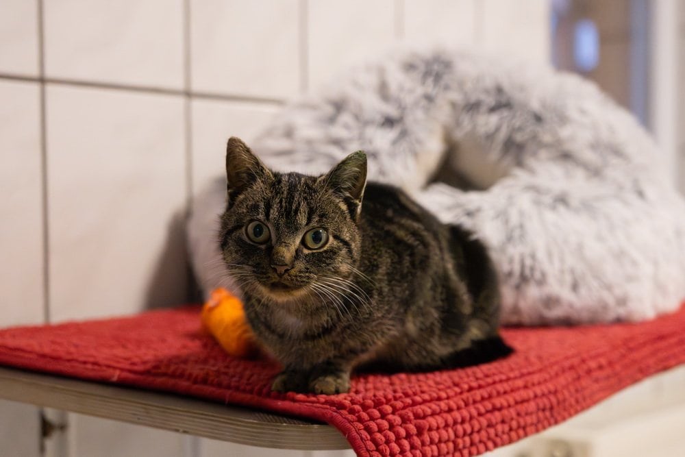 Foto: Laura - Katzen > Freigänger
