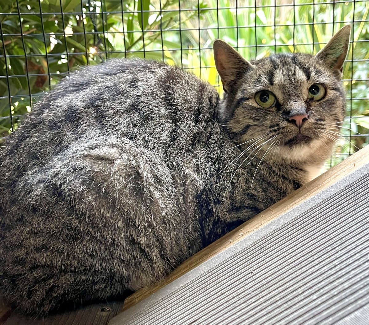 Foto: Borkum - Katzen > Freigänger