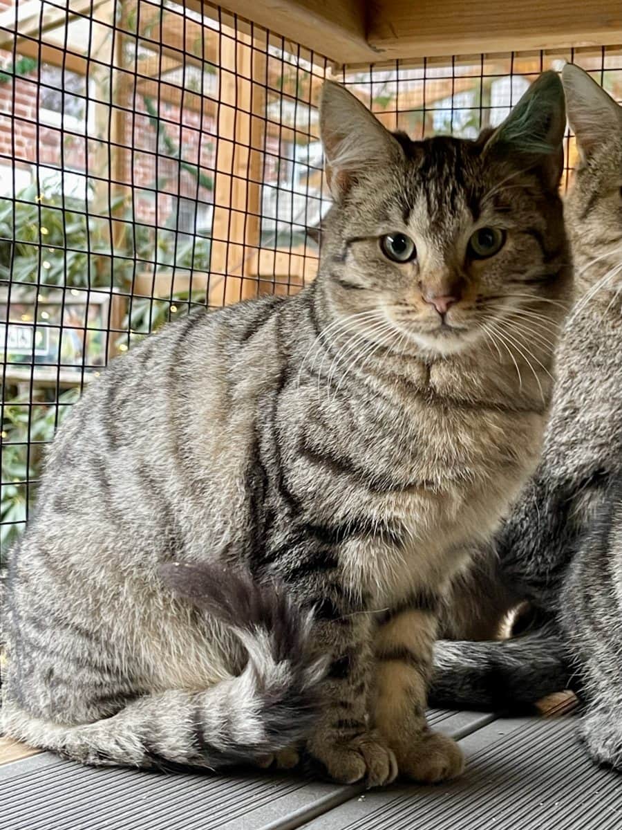 Foto: Föhr - Katzen > Freigänger