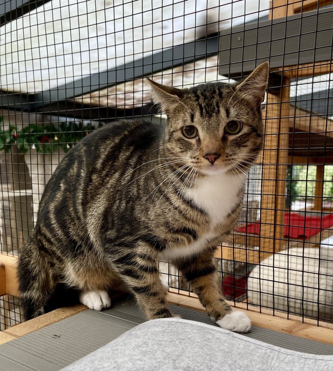 Foto: Muezza - Katzen > Freigänger