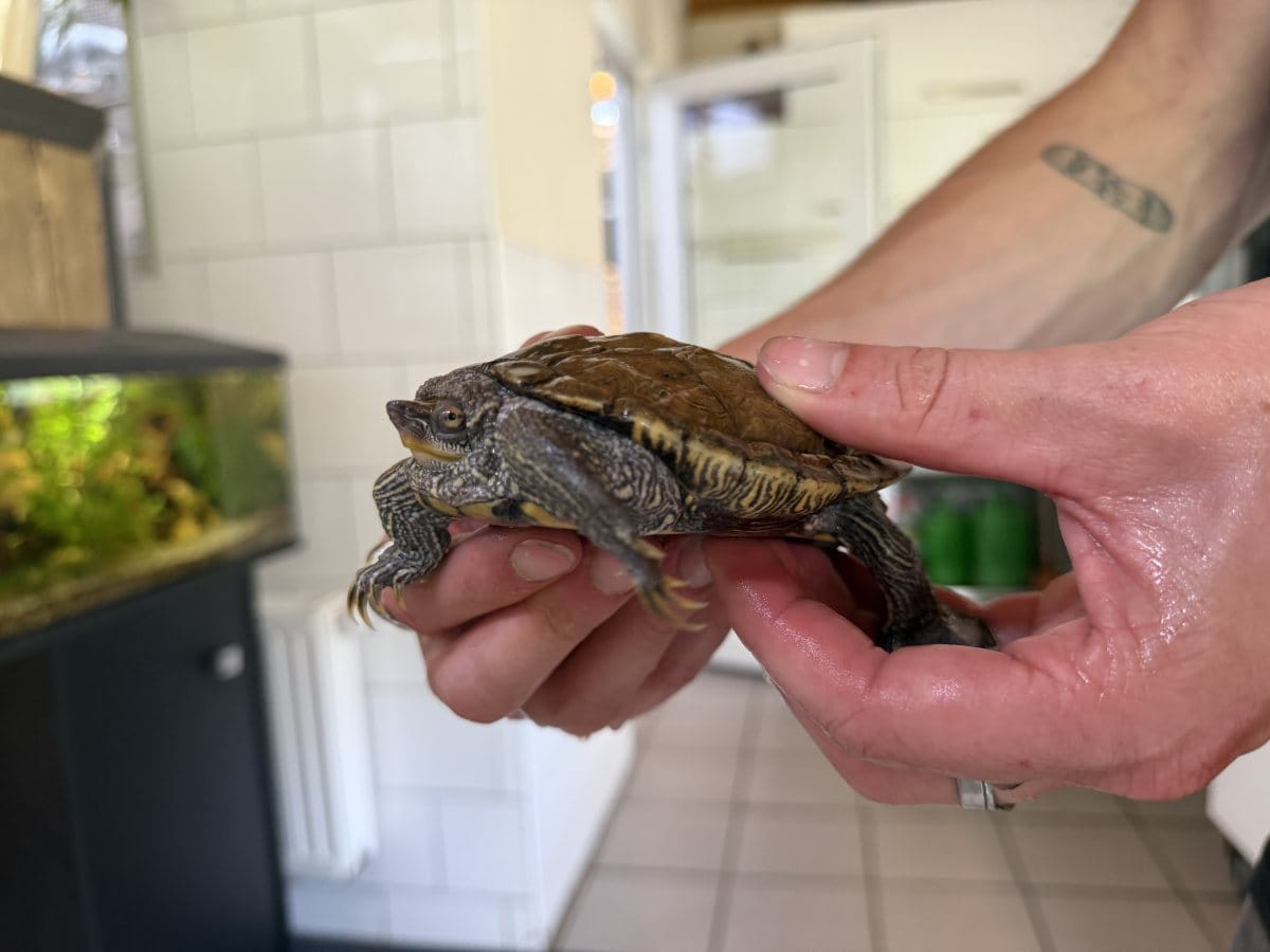 Foto: Daniel - andere Tiere > Reptilien