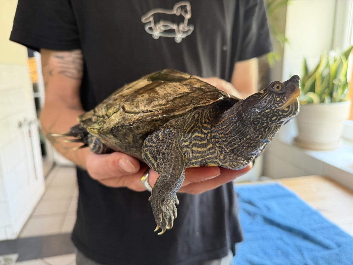 Foto: Daniela - andere Tiere > Reptilien