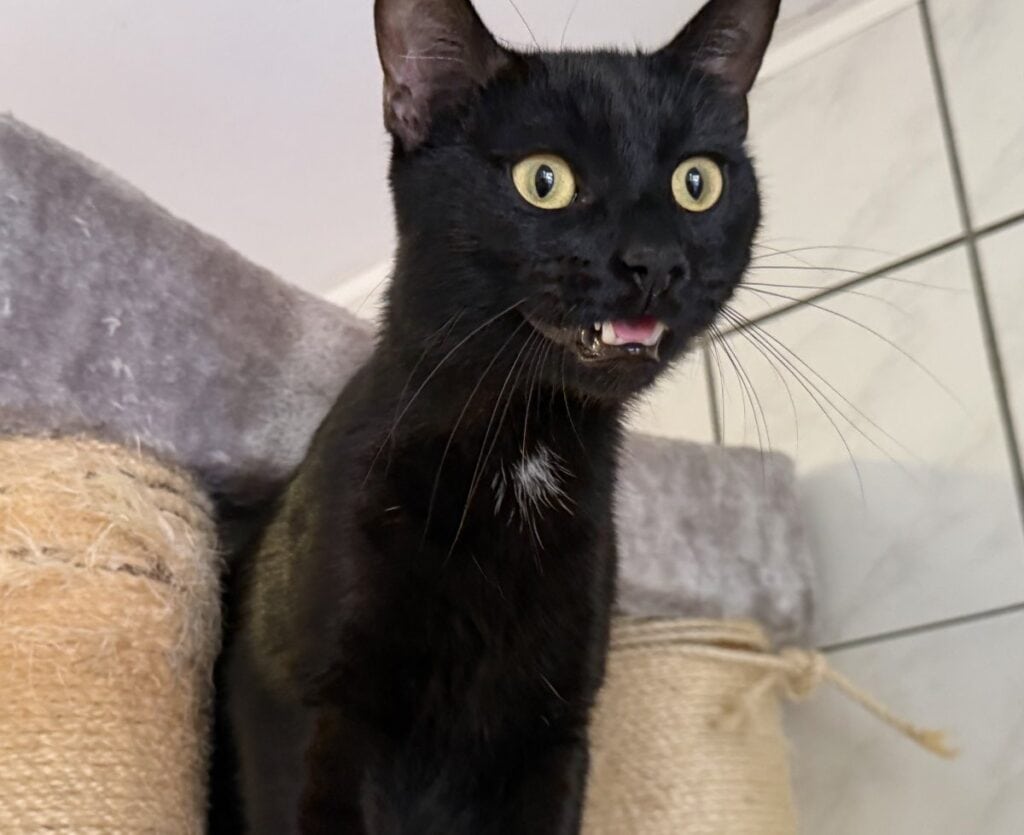 Foto: Walter - Katzen > Freigänger