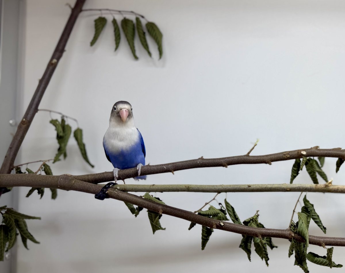 Foto: Amadeus - andere Tiere > Vögel