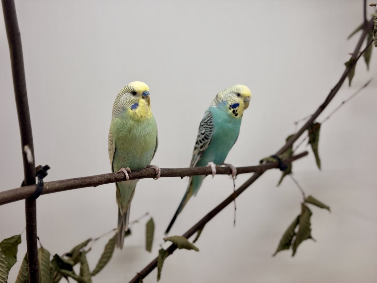 Foto: Flatterhans - andere Tiere > Vögel
