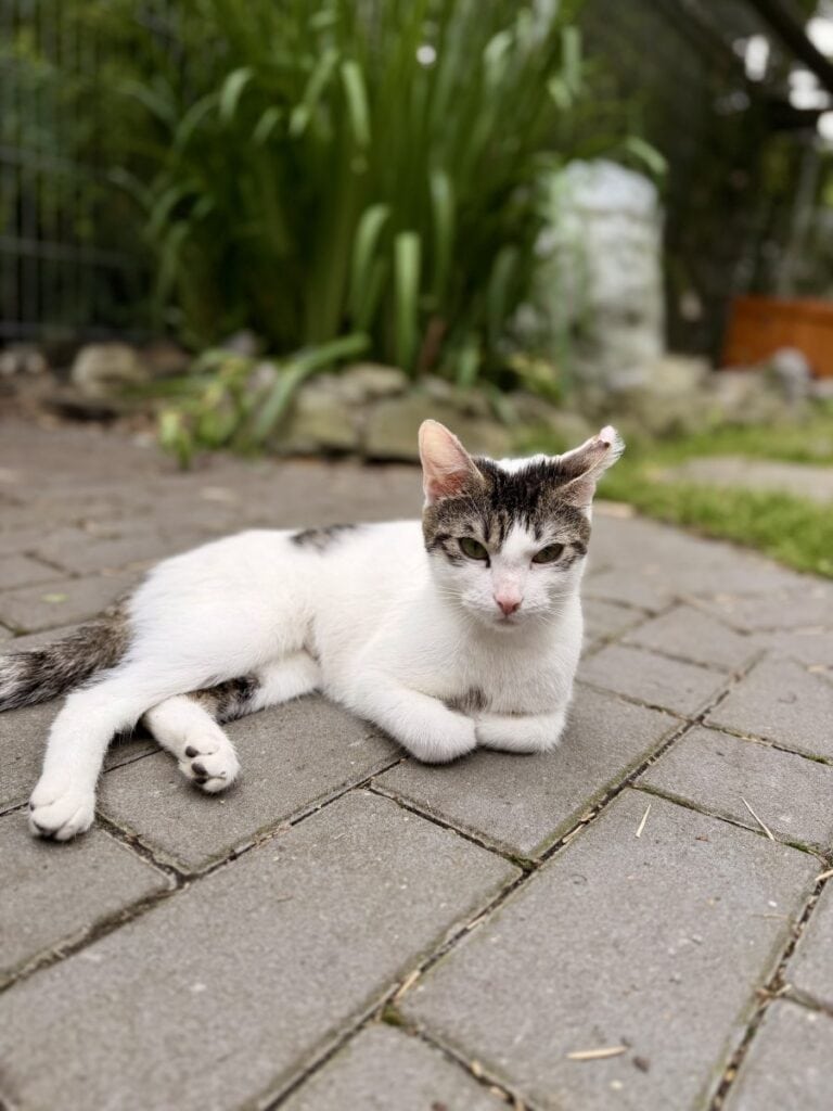 Foto: Josey - Katzen > Freigänger