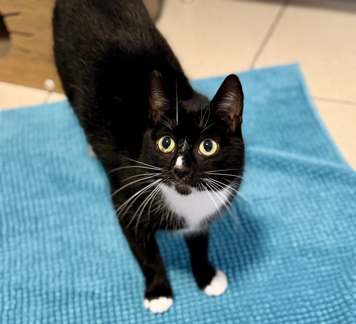 Foto: Sally - Katzen > Freigänger