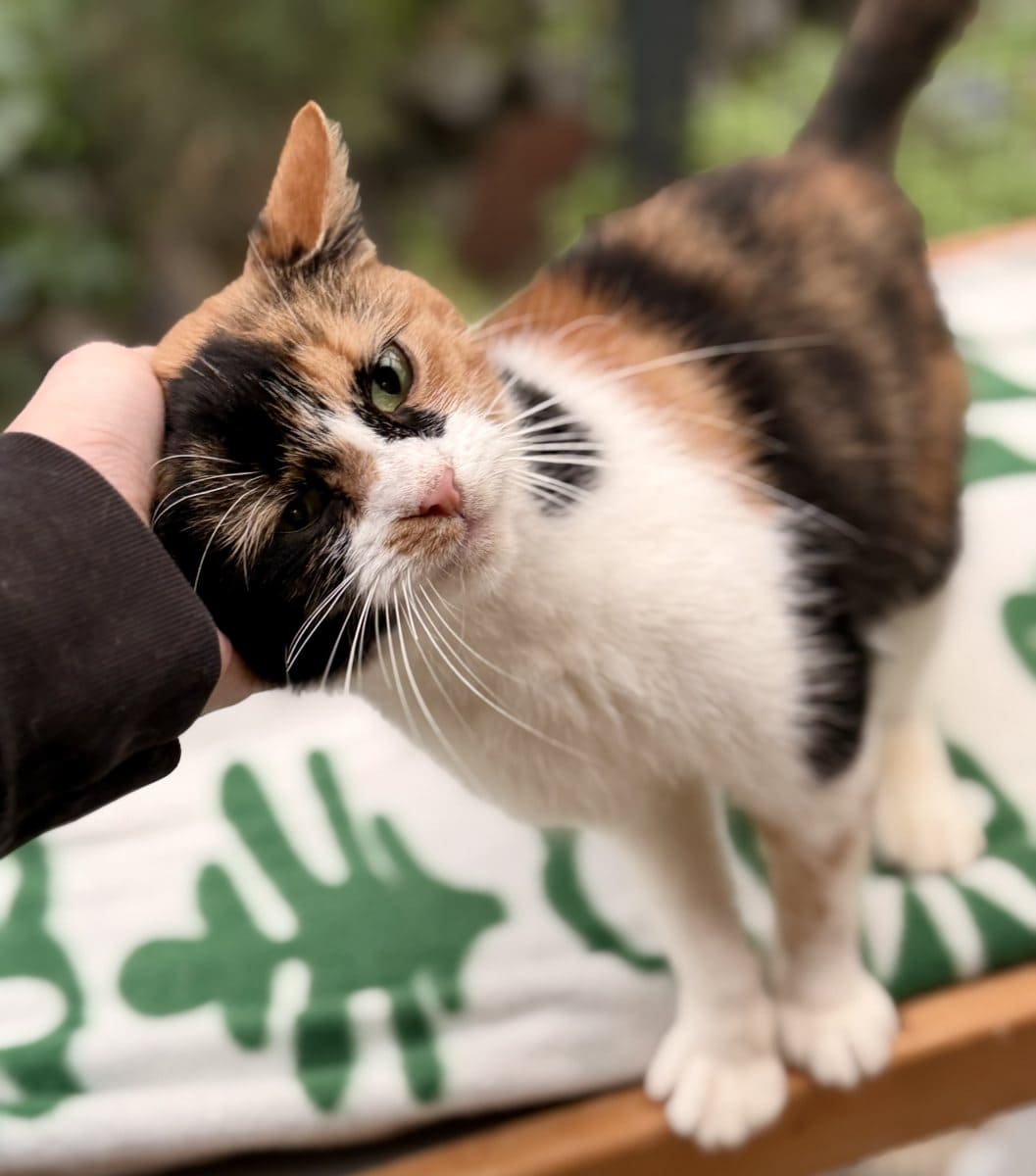 Foto: Mama Ariel (FIV pos.) - Katzen > Freigänger