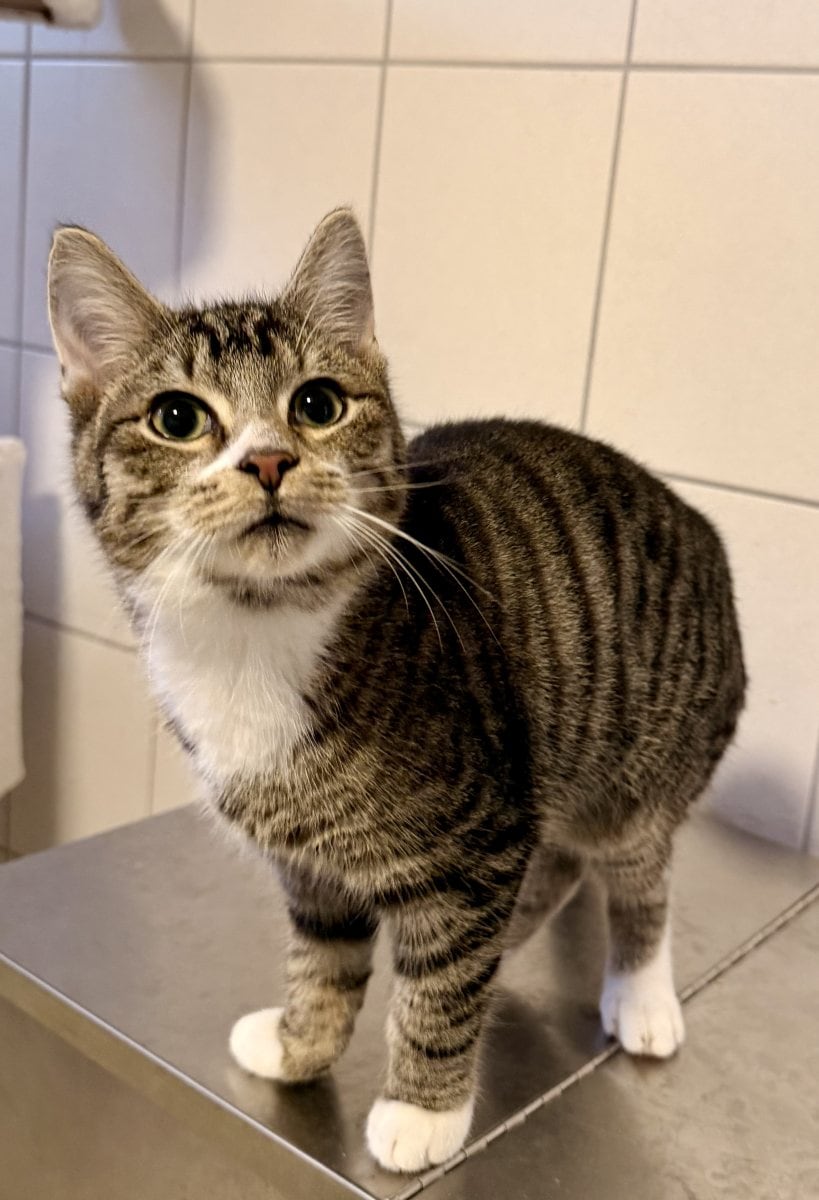 Foto: Clausi - Katzen > Freigänger