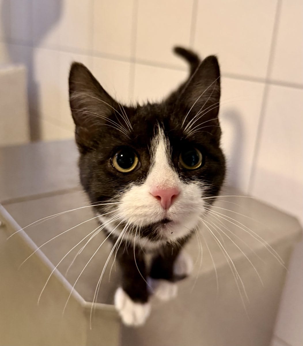 Foto: Cliff - Katzen > Freigänger