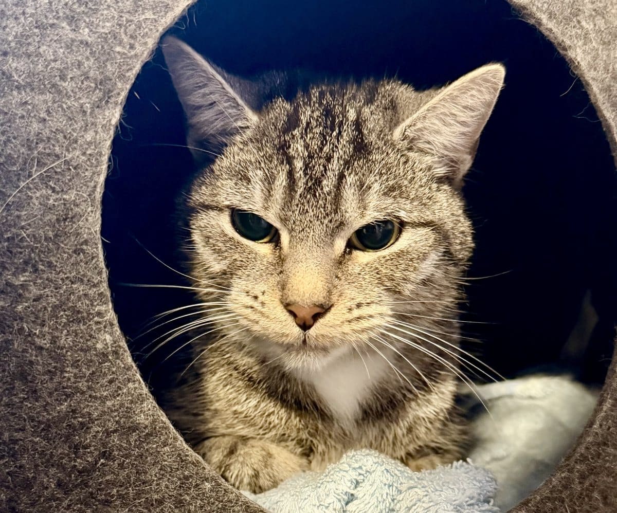 Foto: Claudi - Katzen > Freigänger