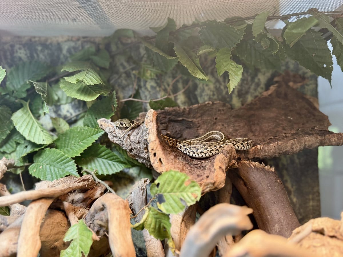 Foto: Strapsi - andere Tiere > Reptilien