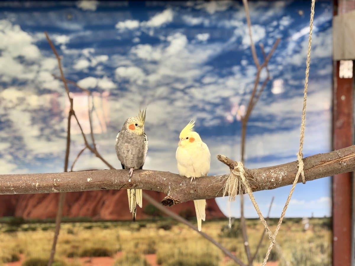 Foto: Roly - andere Tiere > Vögel