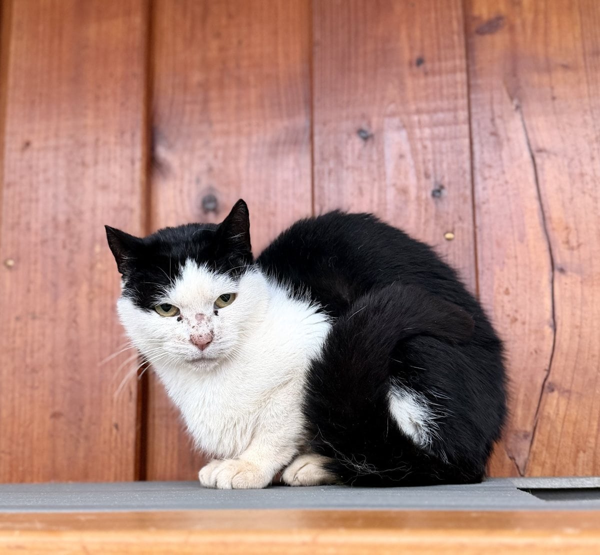 Foto: Lila (FIV pos.) - Katzen > Freigänger