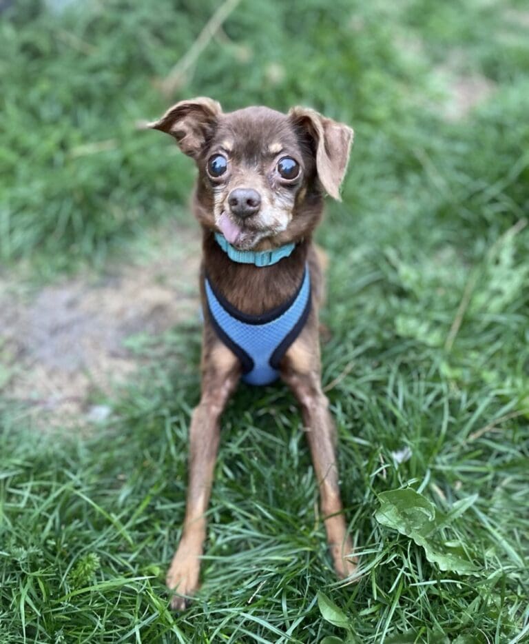Foto: Spöki - Hunde > Hunde