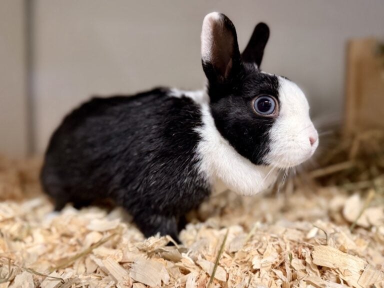 Foto: Leni - Kleintiere > Kaninchen