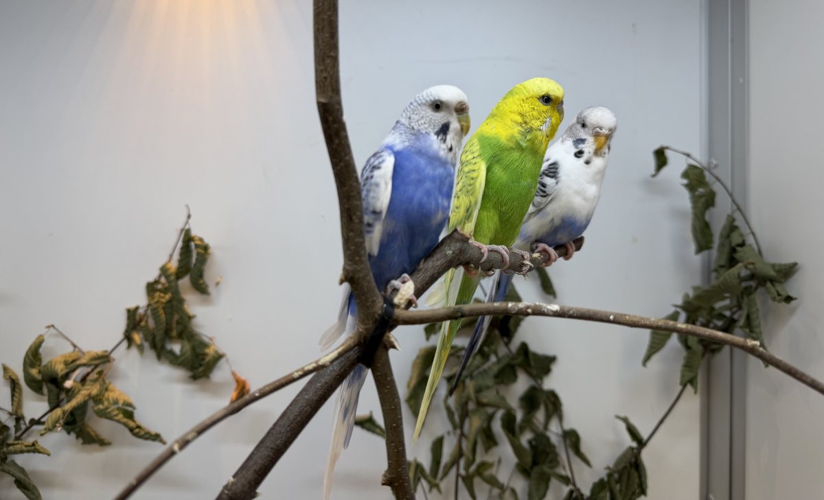 Foto: Wally - andere Tiere > Vögel