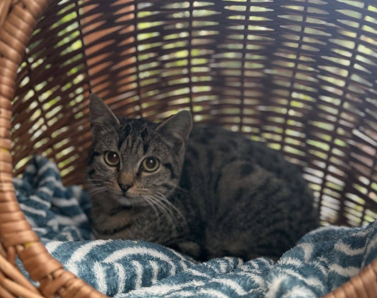 Foto: Adele - Katzen > Freigänger