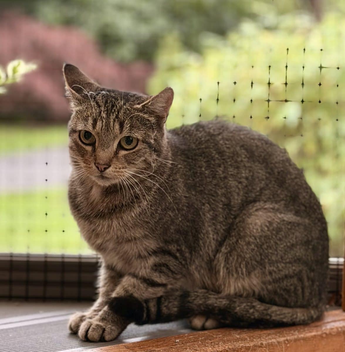 Foto: Aja (FIV pos) - Katzen > Freigänger
