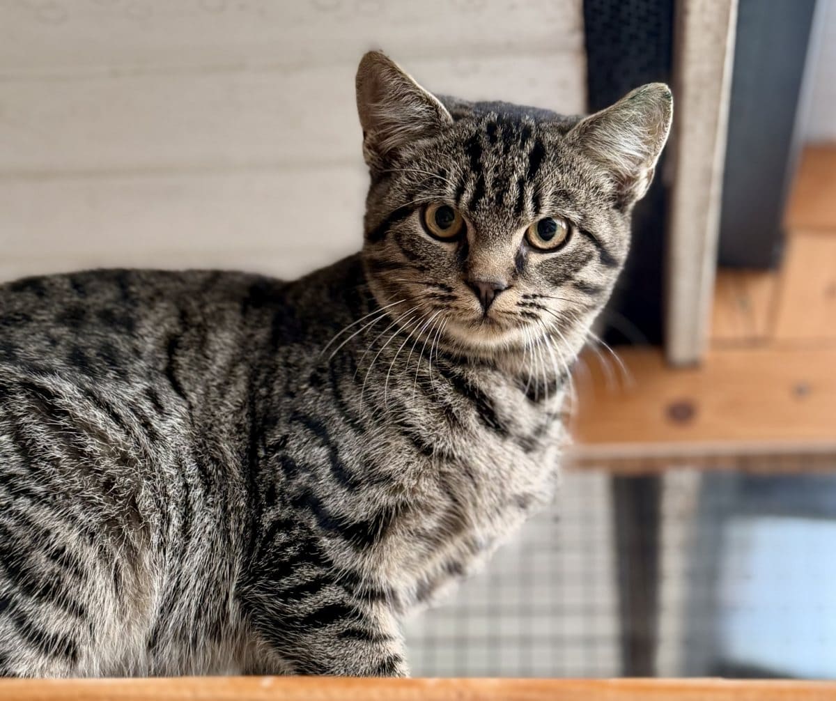 Foto: Ekki - Katzen > Freigänger