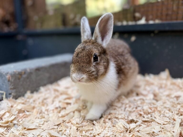 Foto: Harry - Kleintiere > Kaninchen
