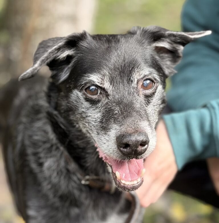 Foto: Jacky - Hunde > Hunde
