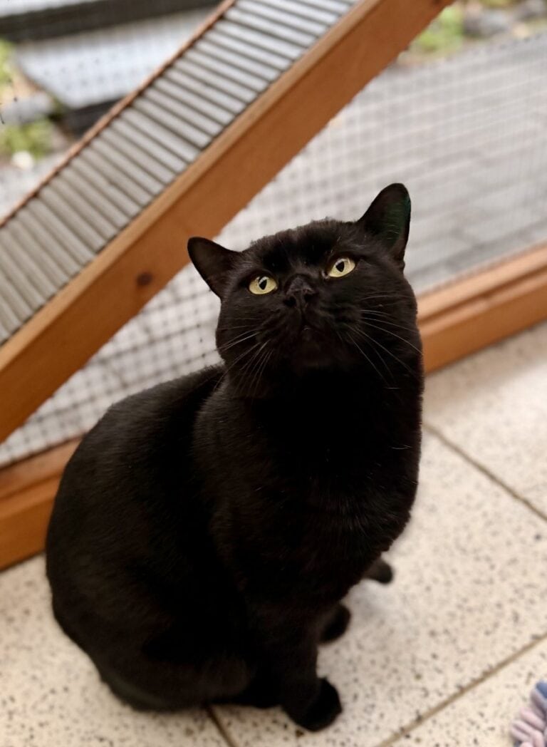 Foto: Mio-Dio - Katzen > Freigänger