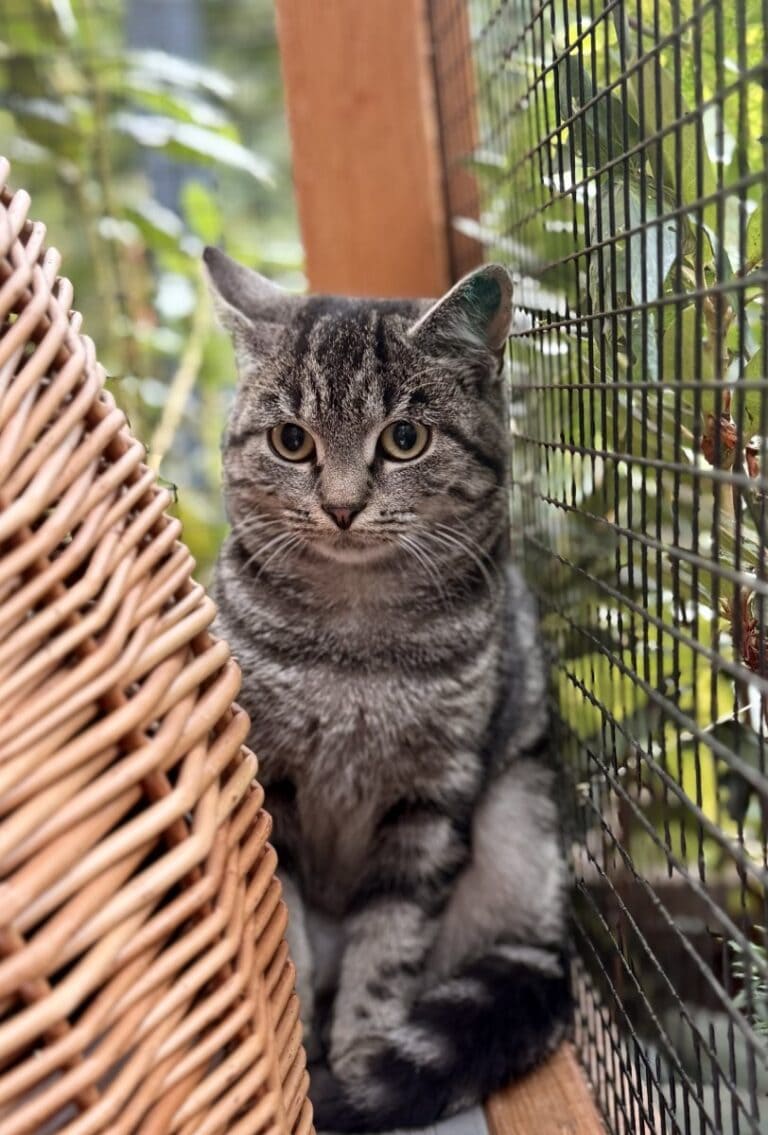 Foto: Sissle - Katzen > Freigänger