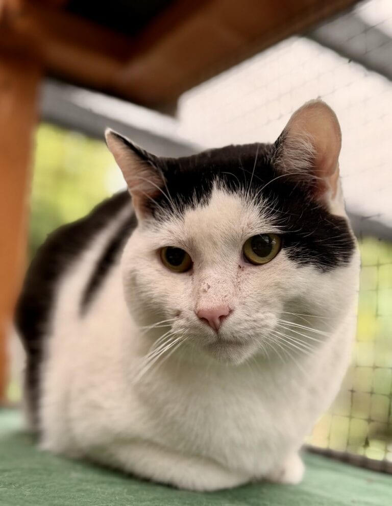 Foto: Zazu (FIV pos.) - Katzen > Wohnungskatzen