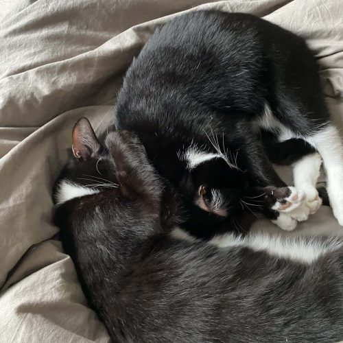 Milo und Morle sagen „Hallo!“