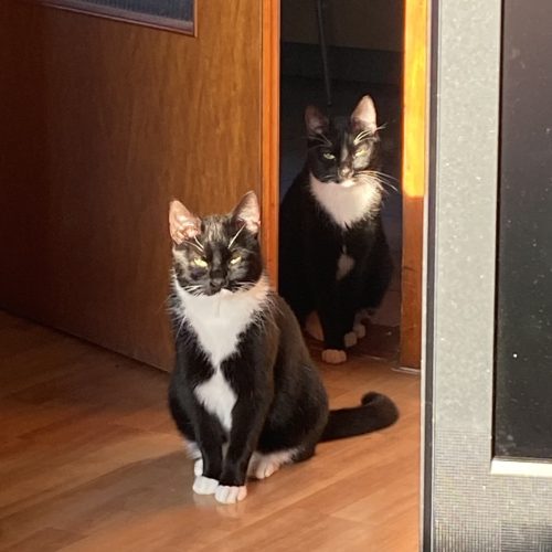 Milo und Morle sagen „Hallo!“